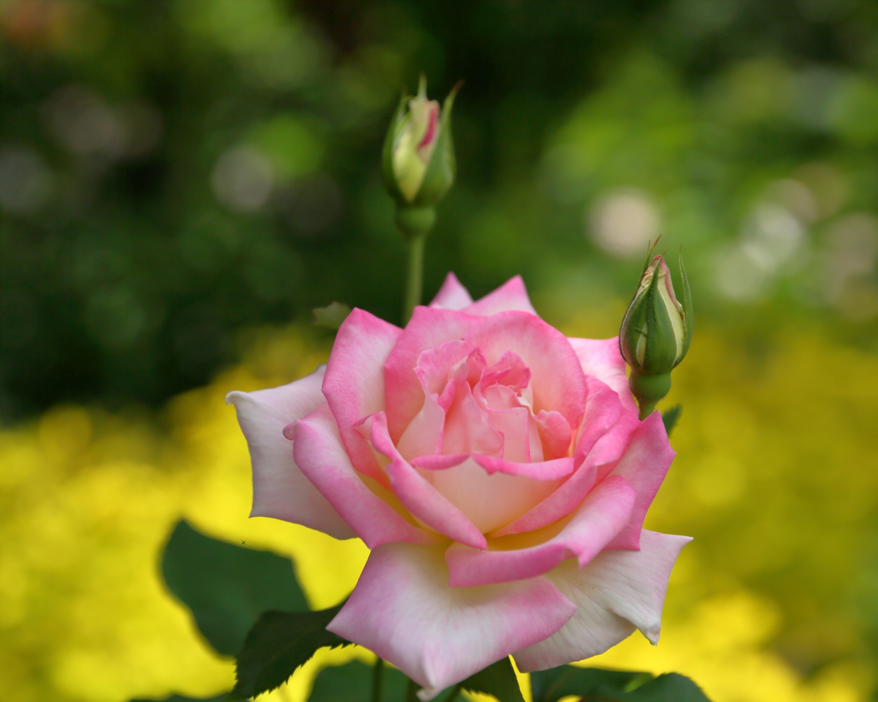 Розовая роза с двумя бутонами крупным планом