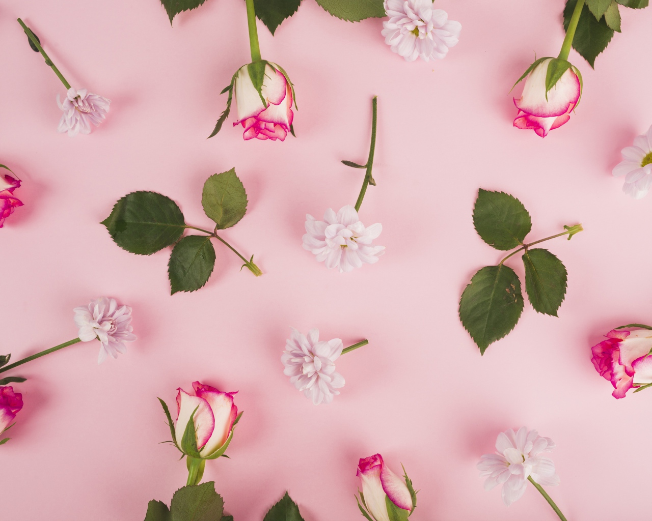 Розовые розы и хризантемы на розовом фоне 