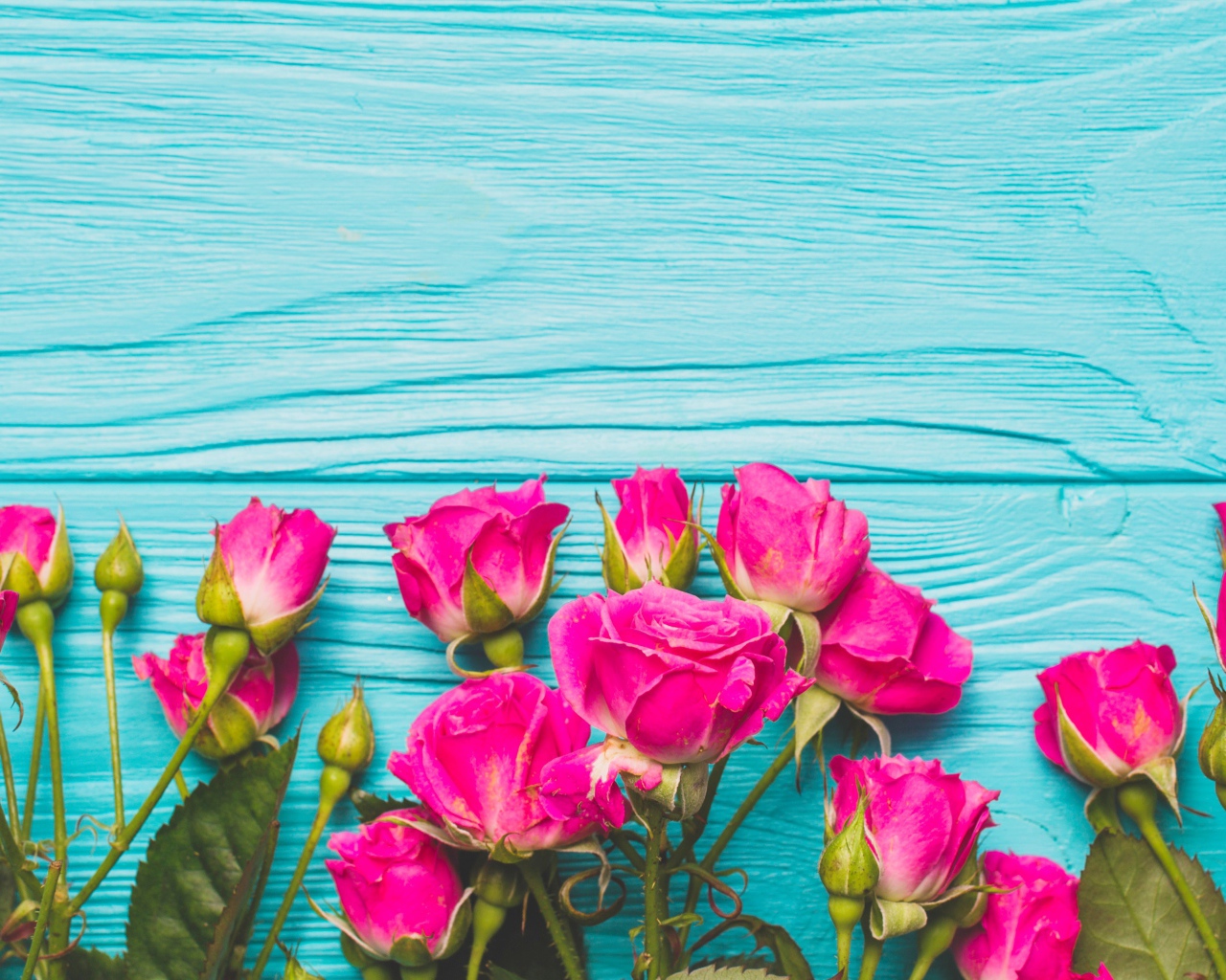 Розовые розы на голубом деревянном фоне
