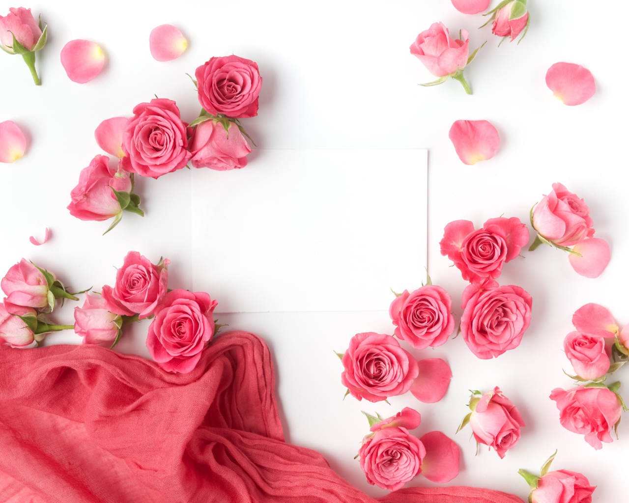 Розовые розы с белым листом бумаги на белом фоне