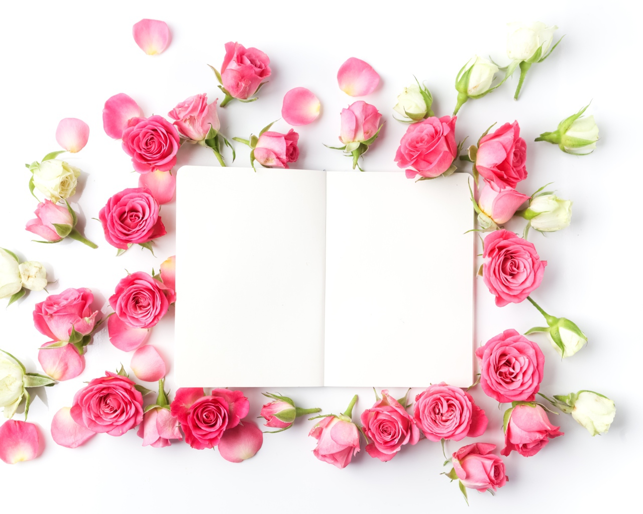 Розовые розы с белым листом, шаблон для открытки