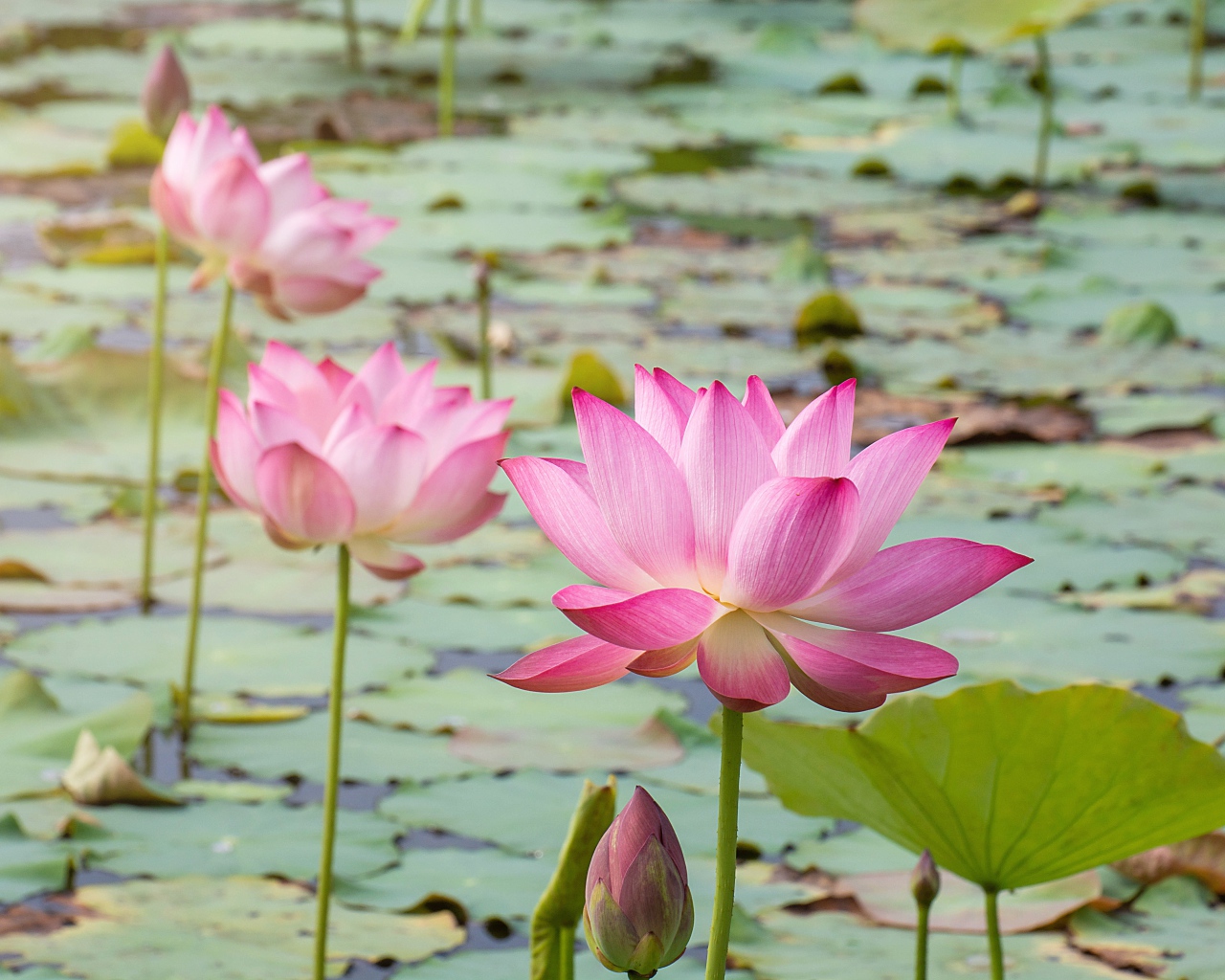 Розовые нежные цветы лотоса в воде