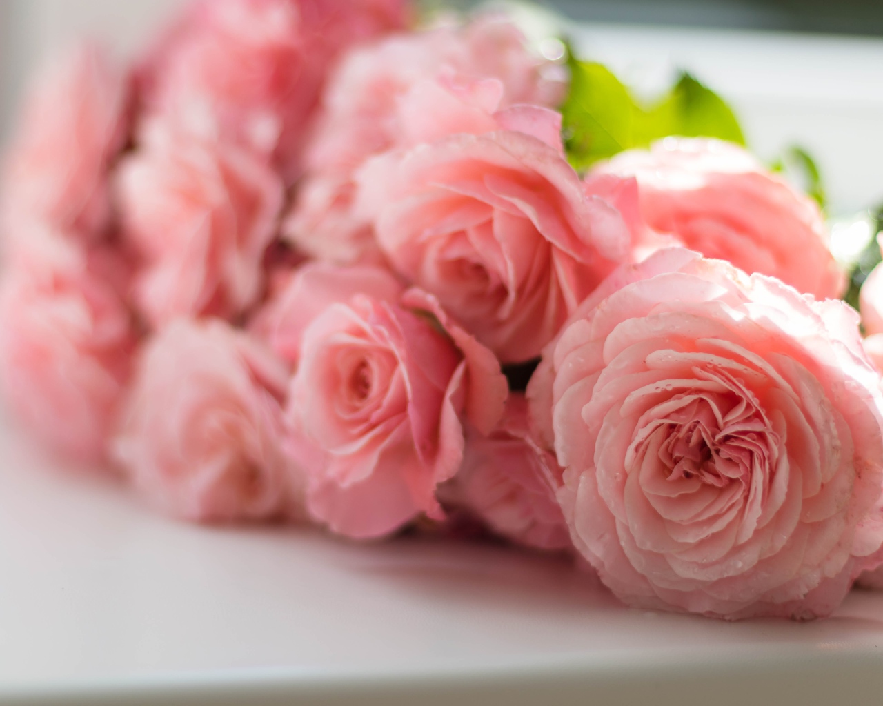 Розовые нежные розы на подоконнике