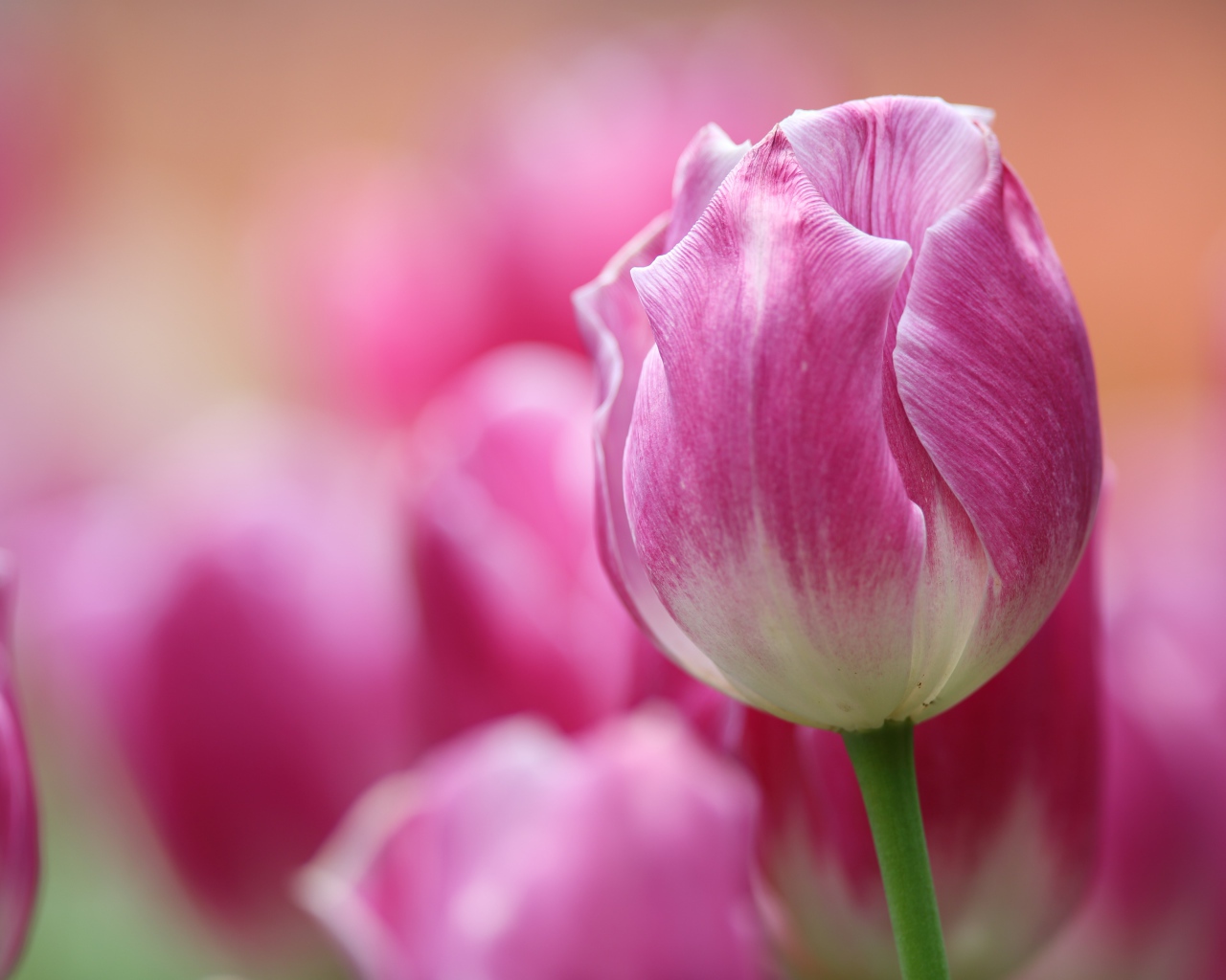 Розовый тюльпан крупным планом