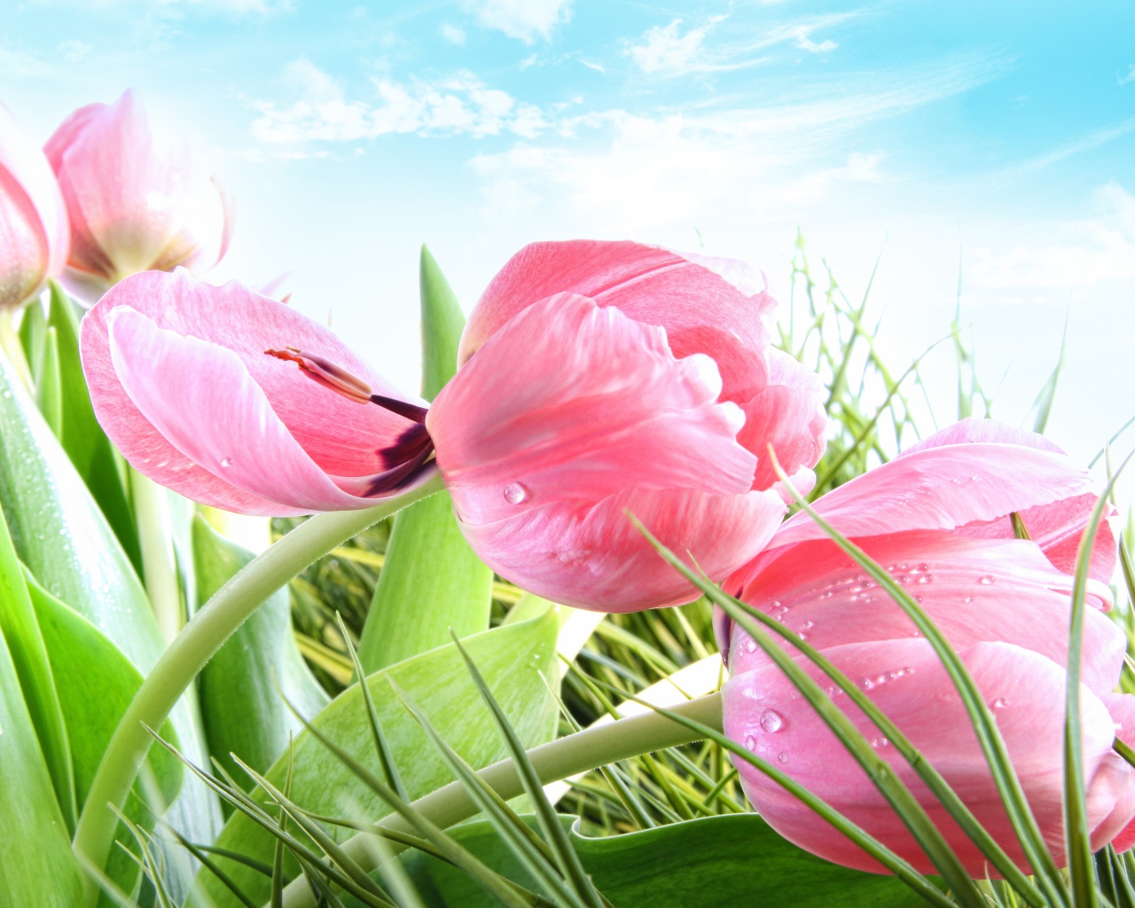 Розовые тюльпаны на фоне голубого неба