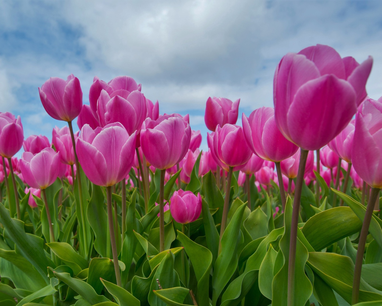 Розовые тюльпаны под красивым небом 