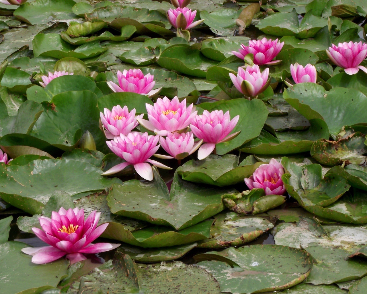 Розовые водяные лилии с зелеными листьями в пруду