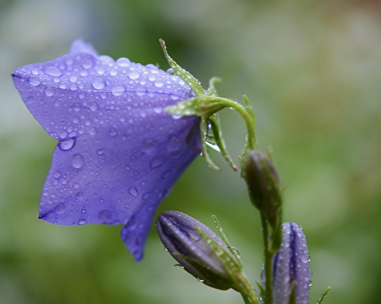 Фиолетовый колокольчик в каплях дождя