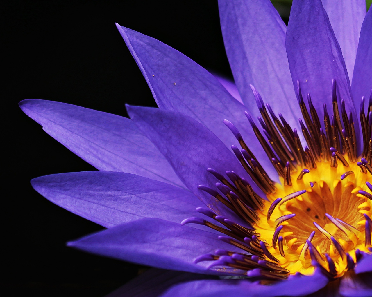 Фиолетовый цветок водяной лилии крупным планом на черном фоне