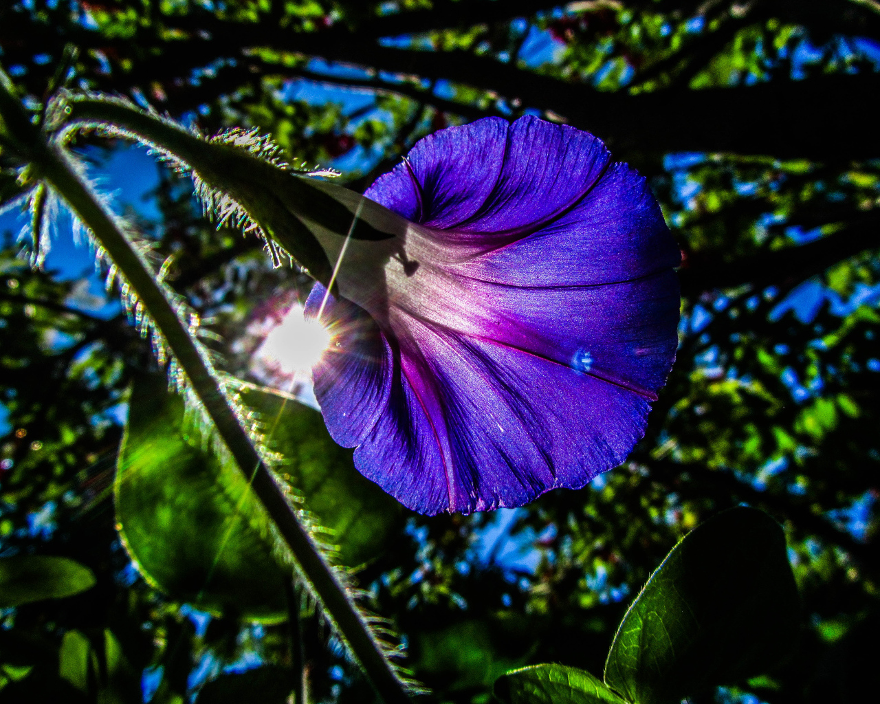 Фиолетовый цветок ипомея в лучах солнца