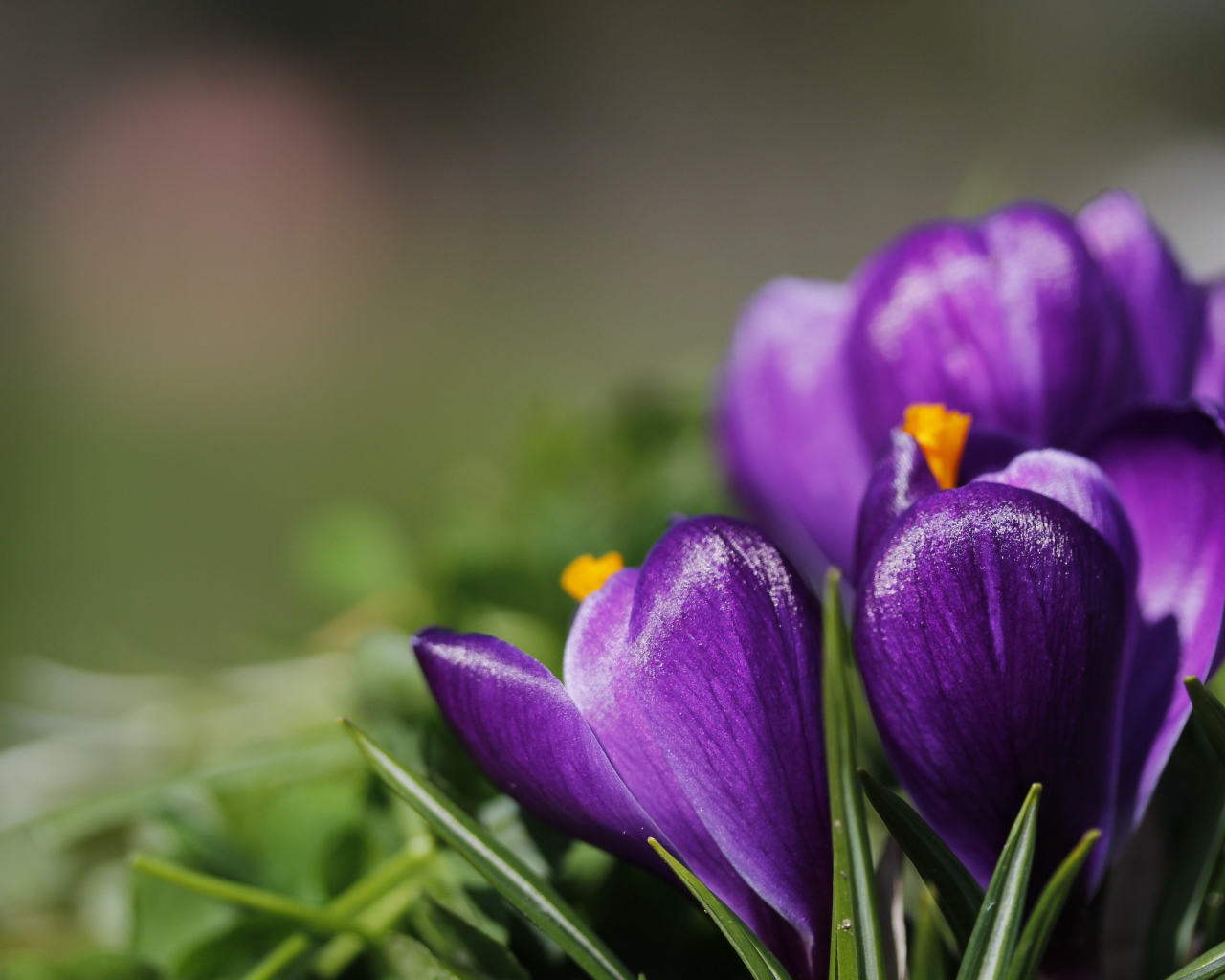 Фиолетовые цветы первоцветы крокусы