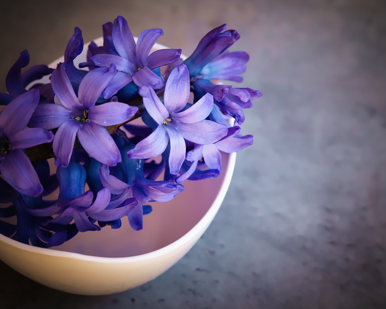 Фиолетовый цветок гиацинта на столе