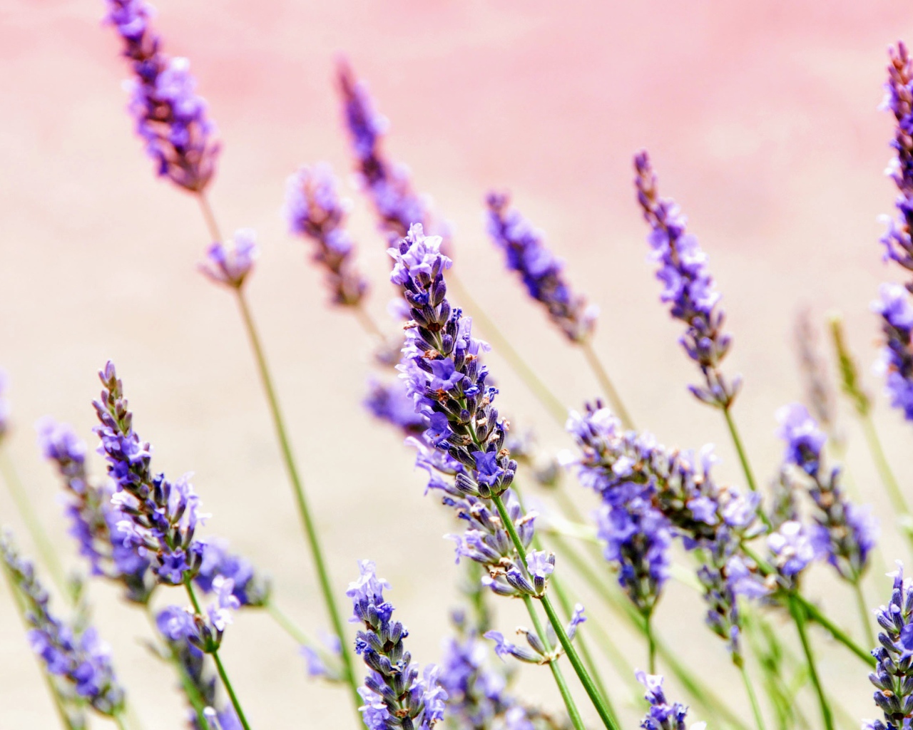 Фиолетовые цветы лаванды крупным планом