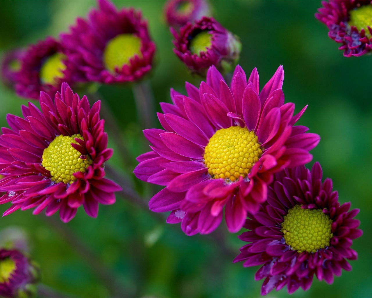 Фиолетовые цветы орхидеи с желтой серединой 