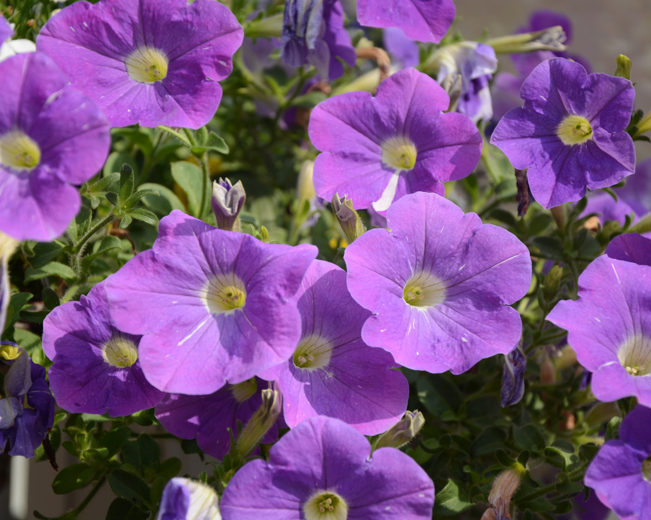 Фиолетовые цветы петунии в лучах солнца