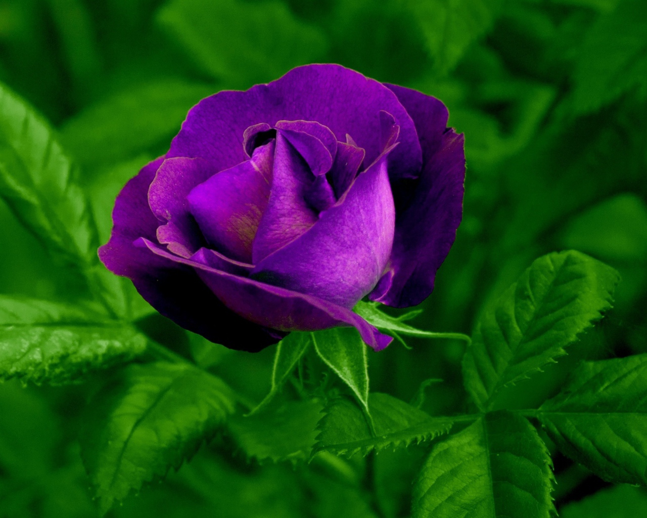 Фиолетовый цветок розы с зелеными листьями