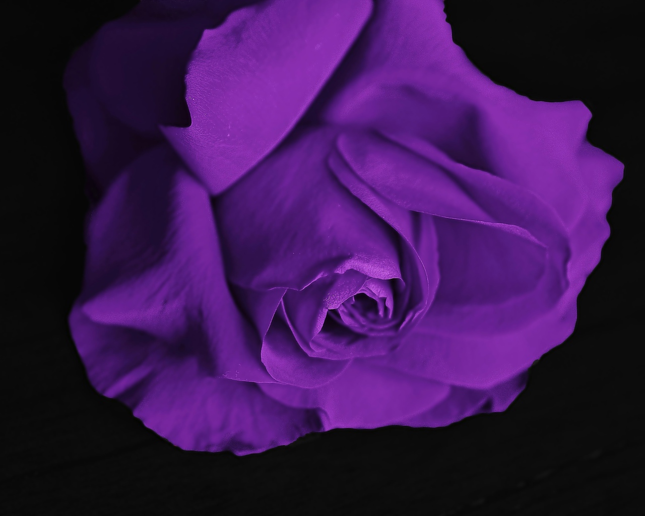 Фиолетовая роза на черном фоне крупным планом