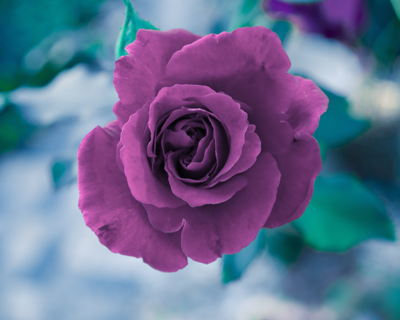 Фиолетовая роза вид сверху 