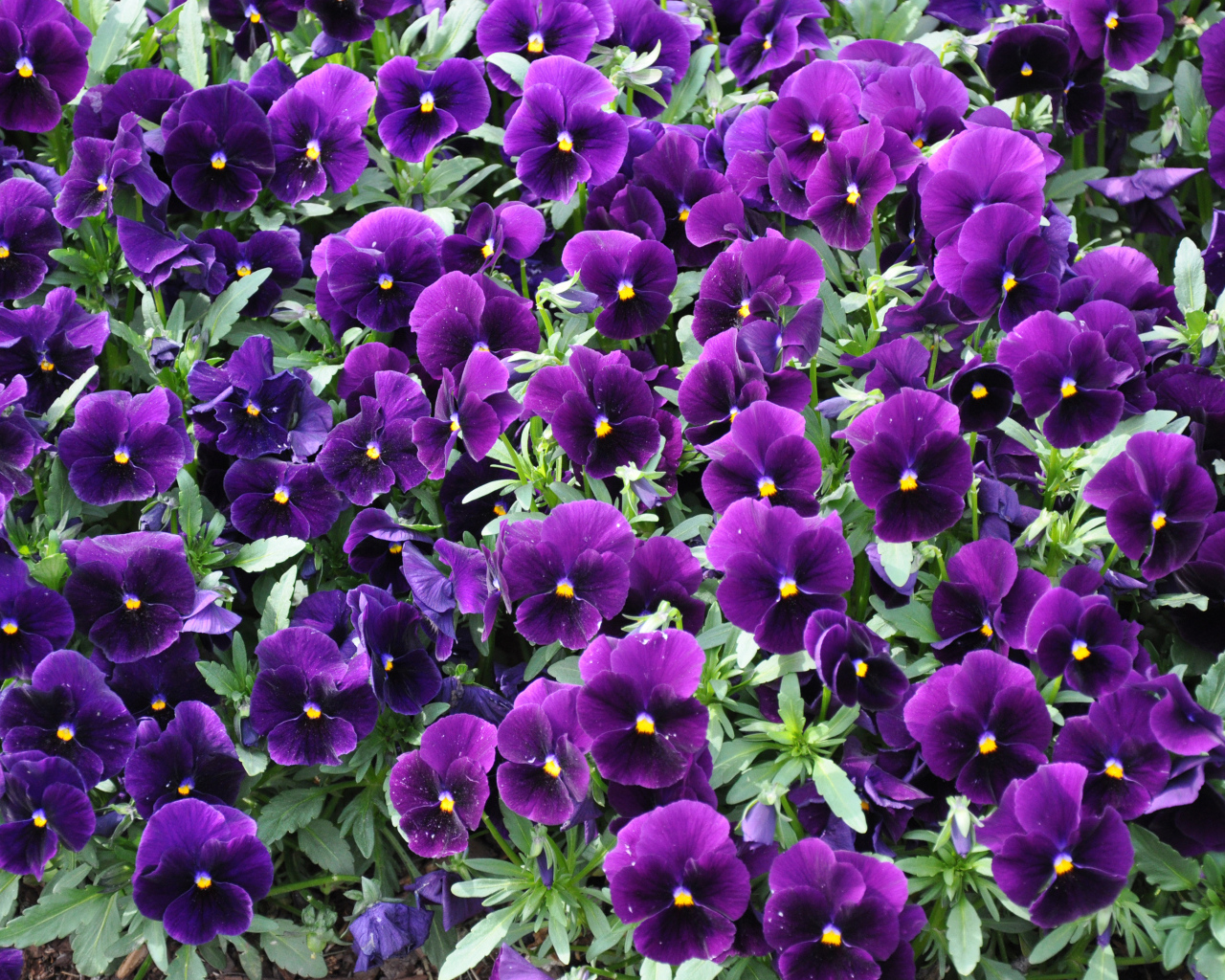 Фиолетовые маленькие цветы анютины глазки 