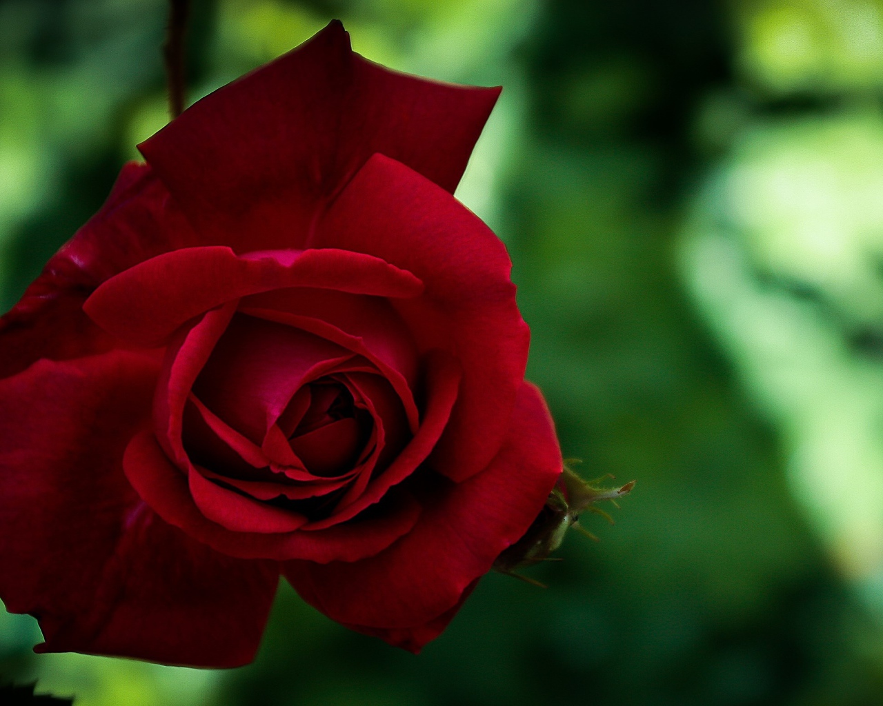 Красная красивая садовая роза крупным планом