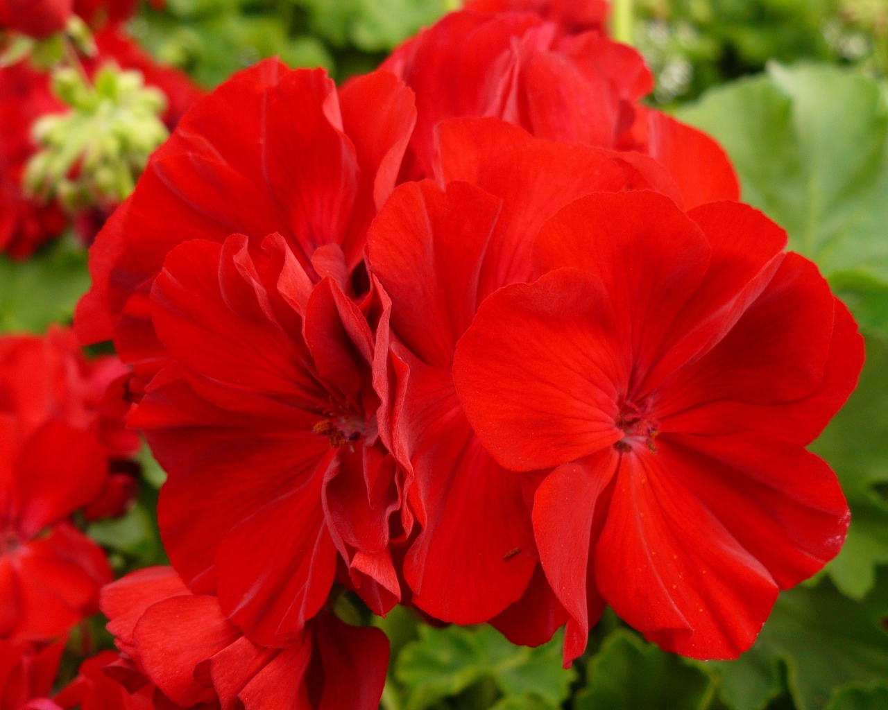 Красные красивые цветы герани крупным планом