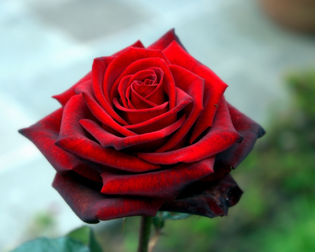 Красная красивая роза крупным планом