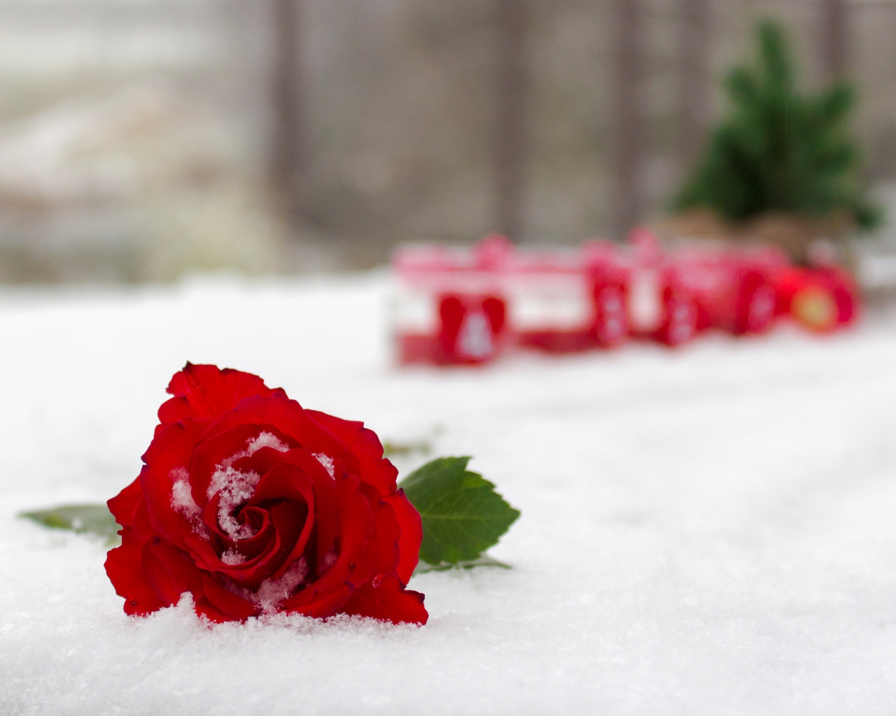 Красная красивая роза на снегу 