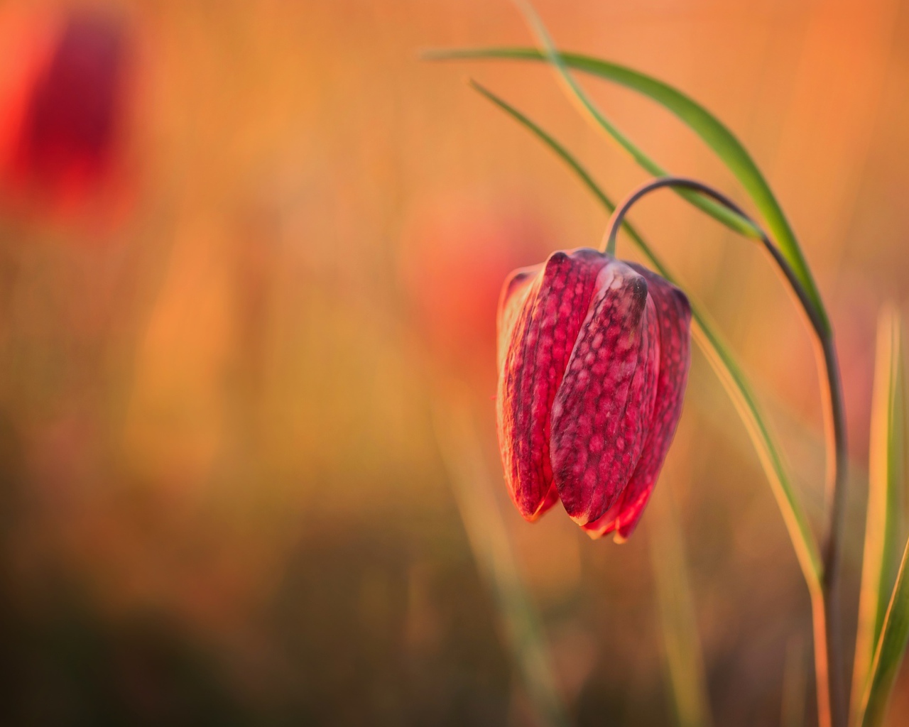 Красный цветок рябчик шахматный