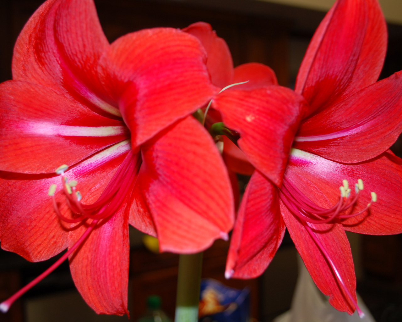 Красные цветы амариллис 