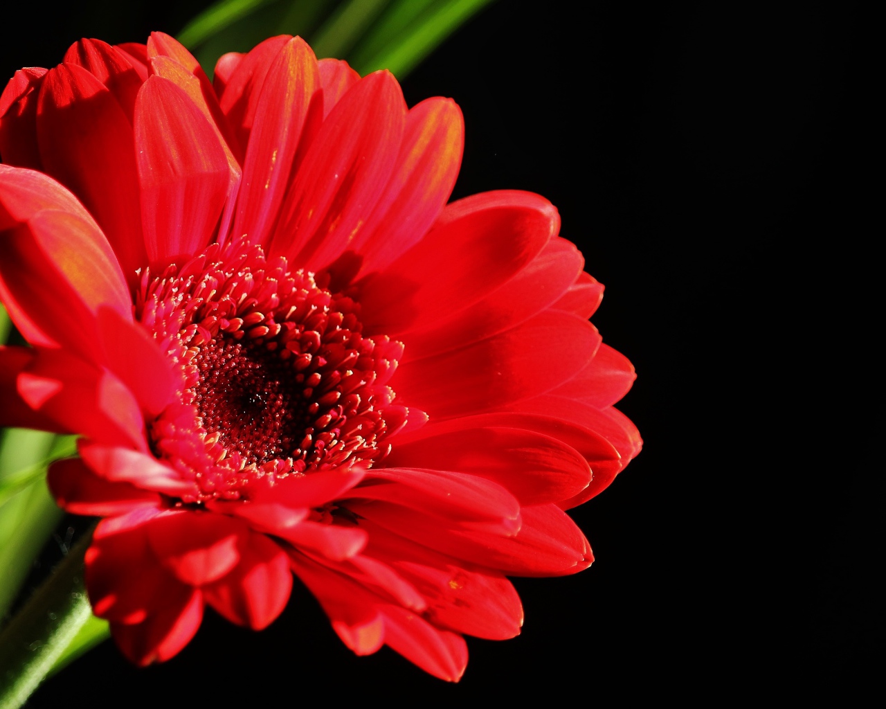 Красный цветок герберы на черном фоне крупным планом