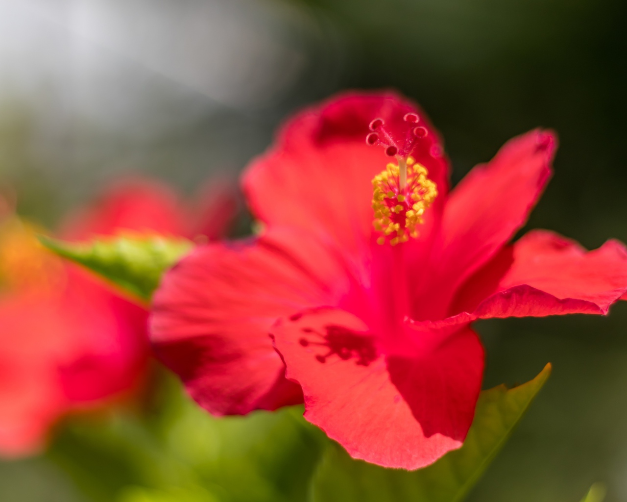 Красный цветок гибискуса в лучах солнца крупным планом 