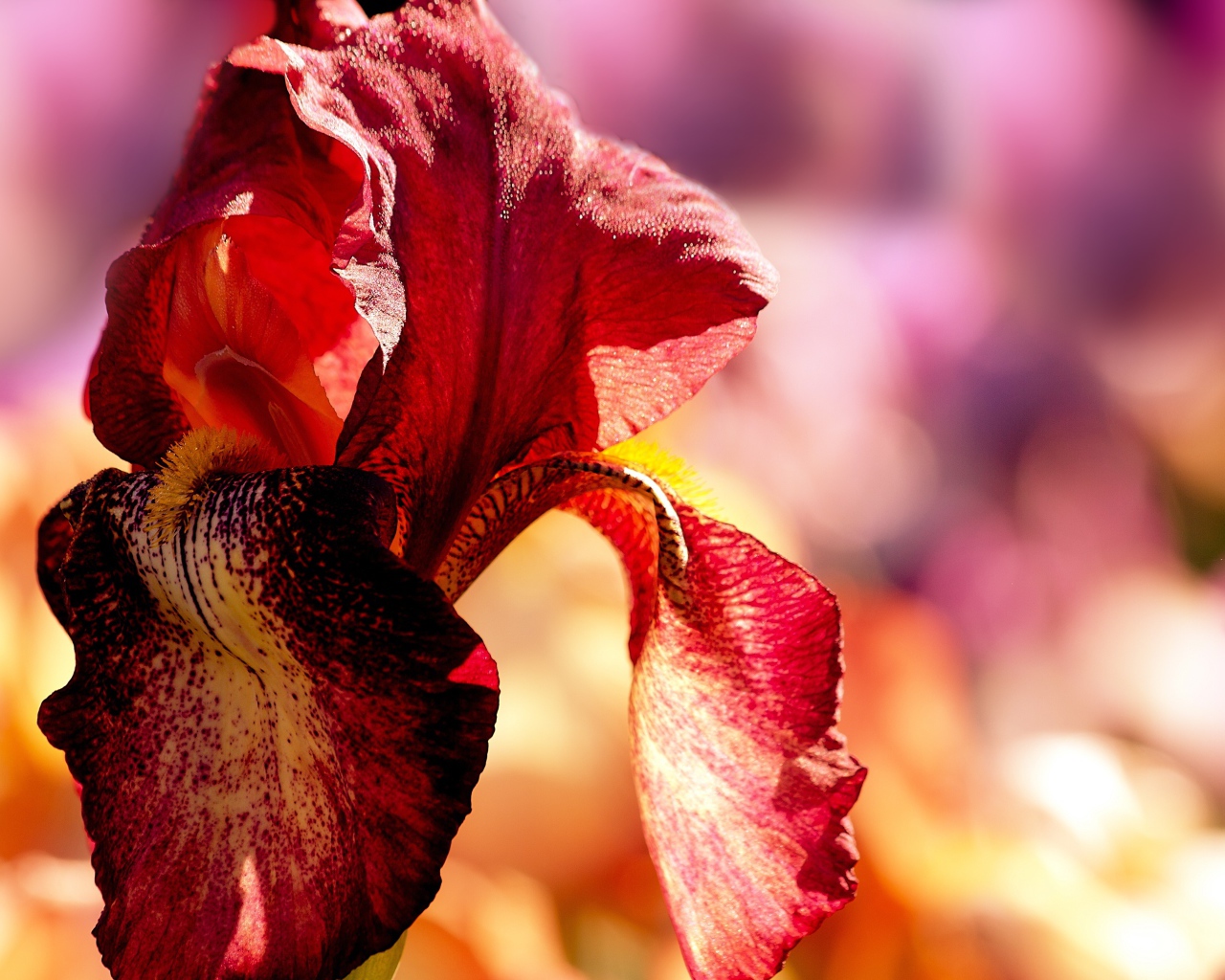 Красный цветок ириса крупным планом