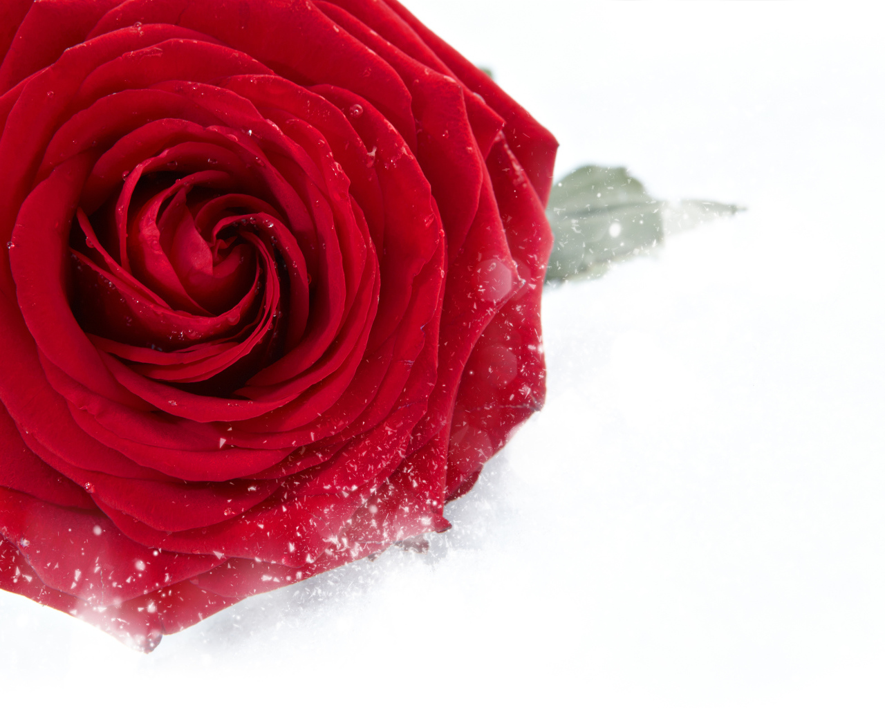 Красная крупная роза в снегу