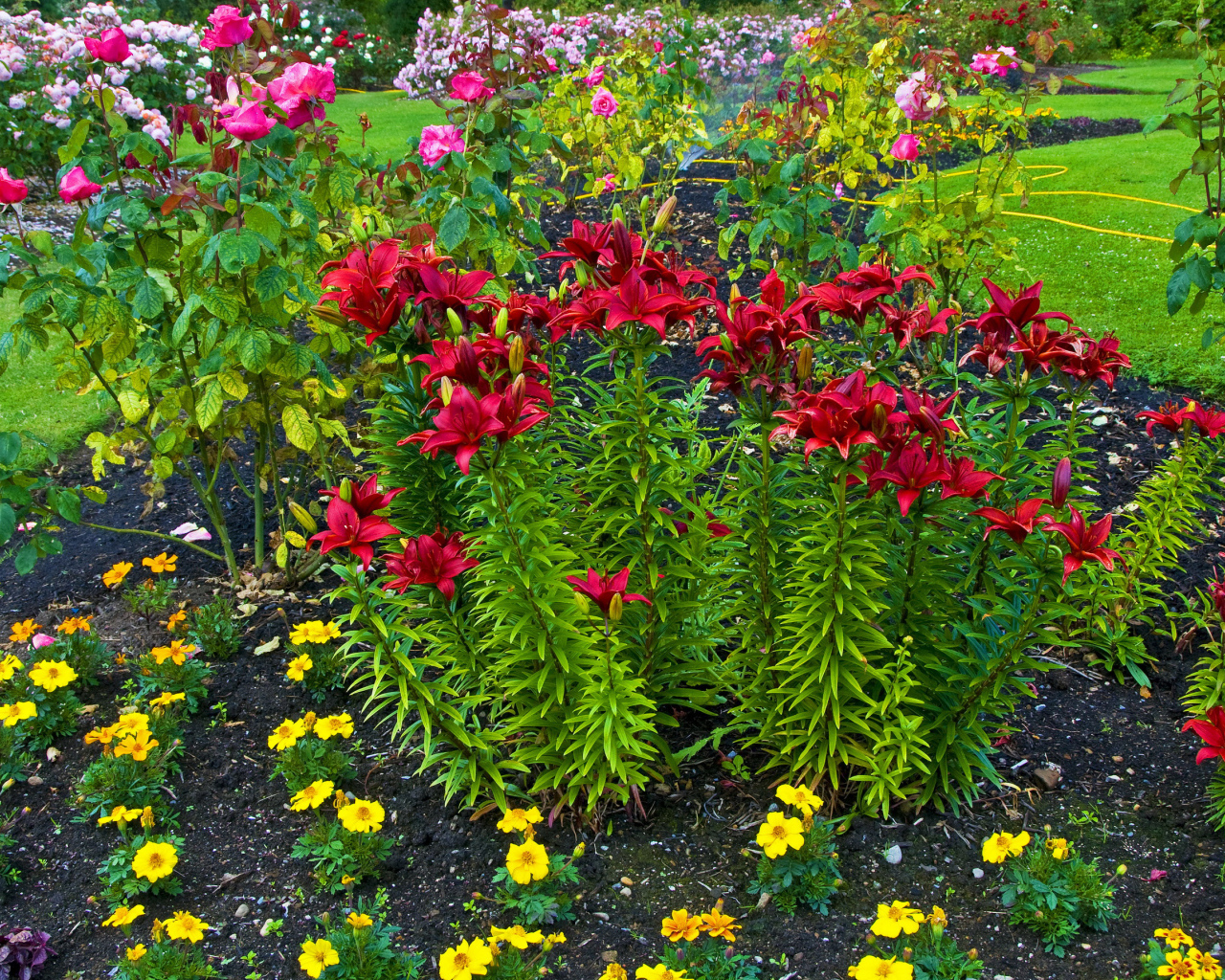 Красные лилии и розы на клумбе