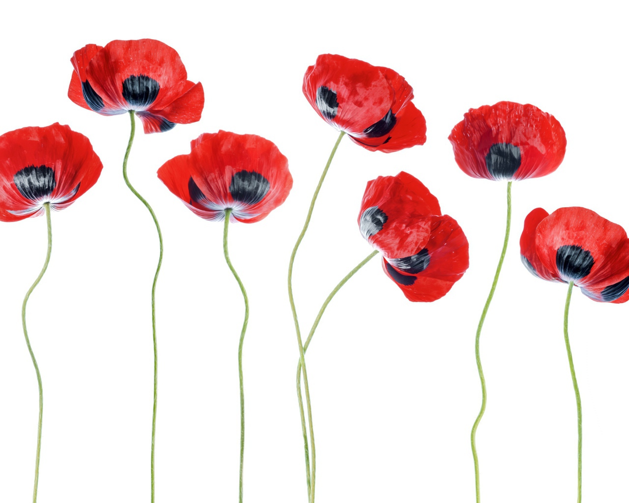 Красные маки на белом фоне