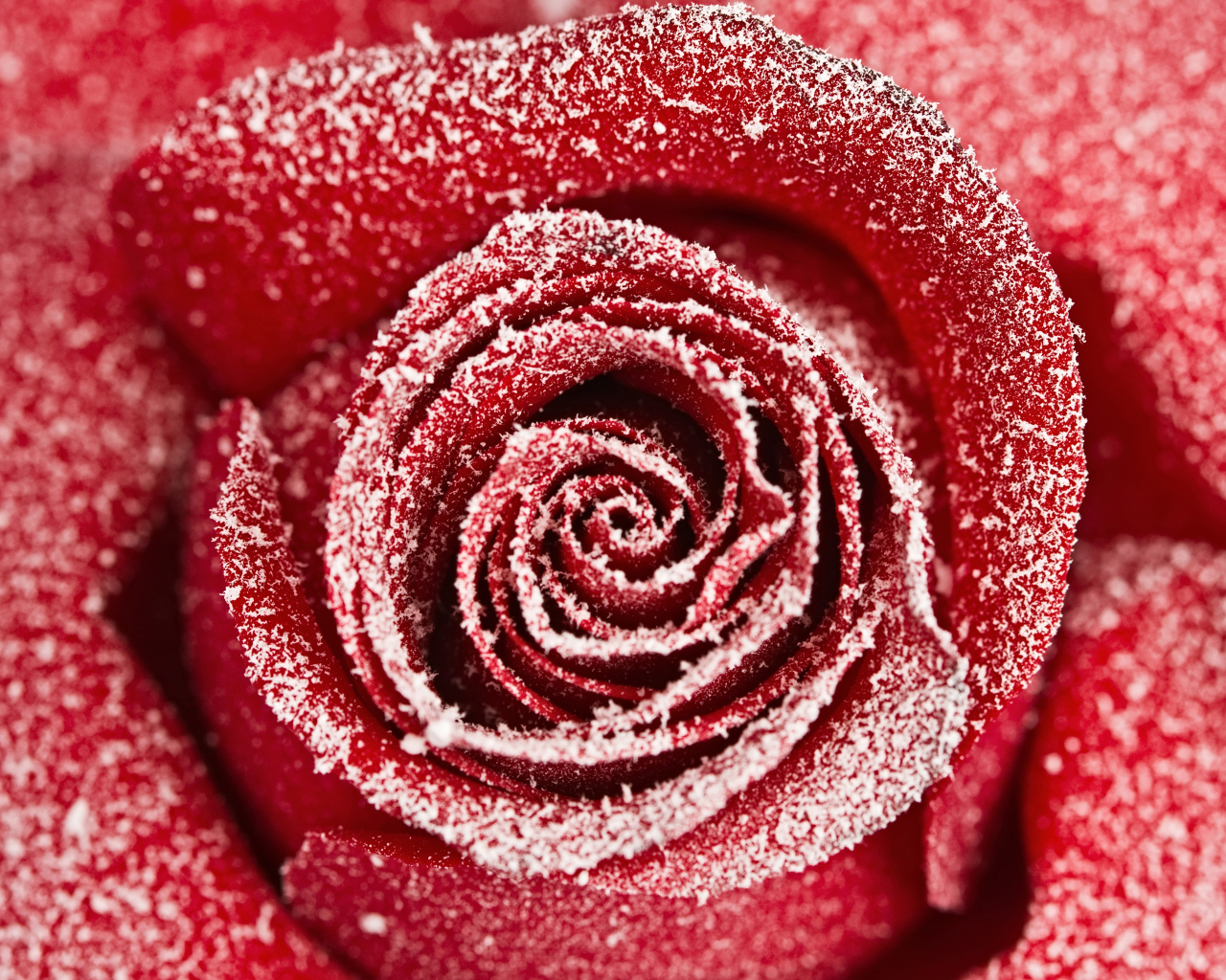 Красная роза покрытая инеем крупным планом 