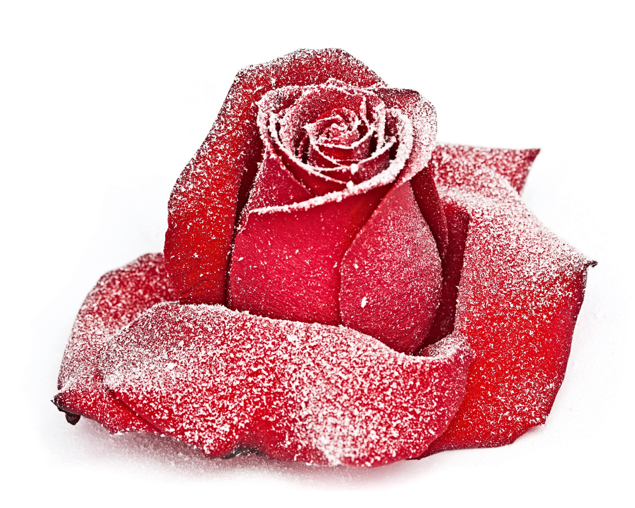 Сорванная красная роза в инее на снегу 