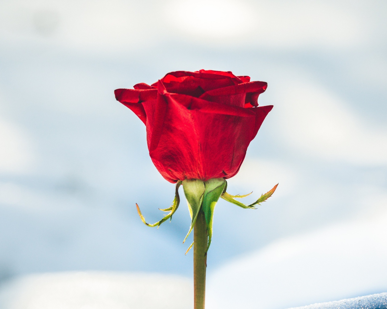 Красная роза вставлена в снег