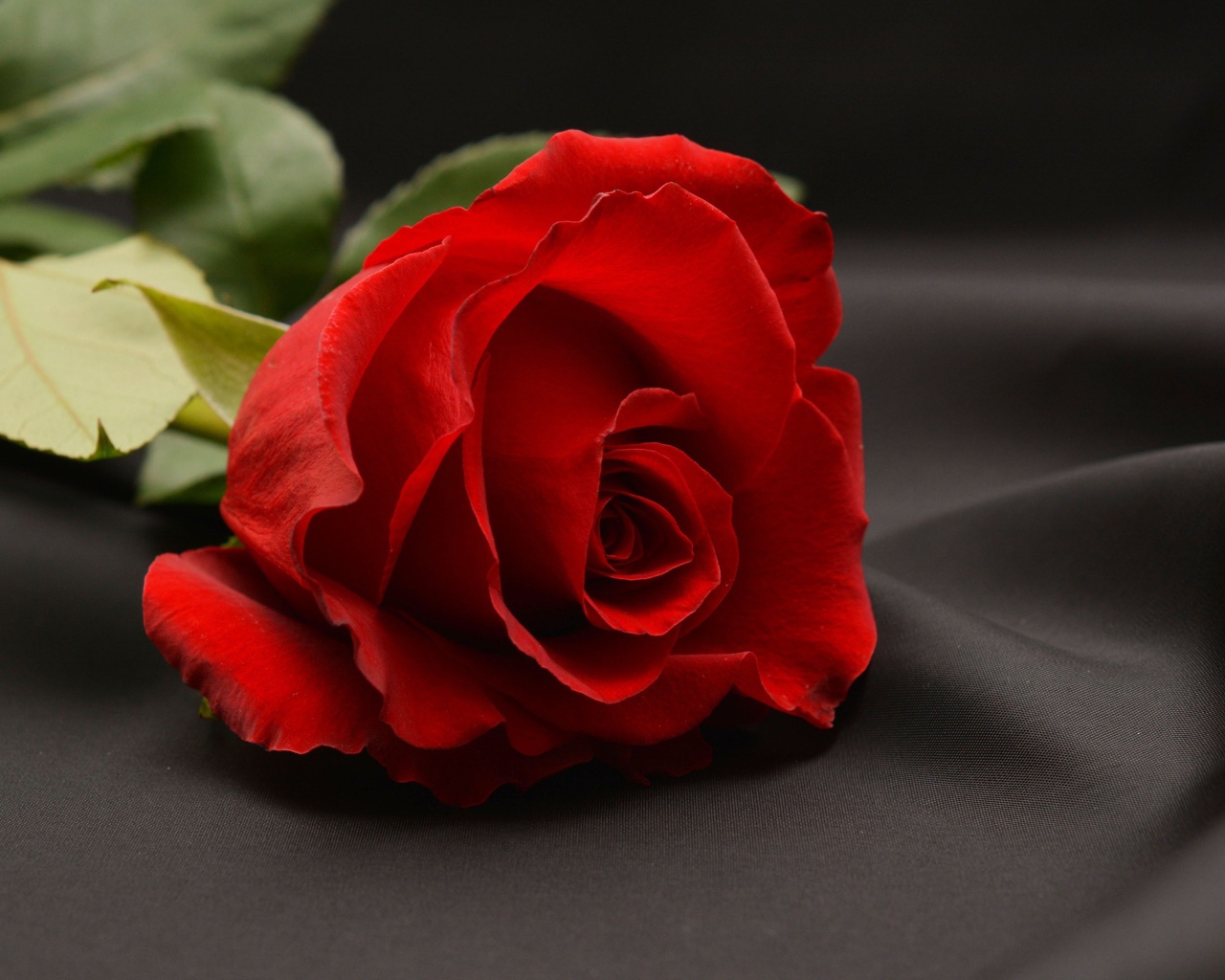 Красная роза на сером фоне