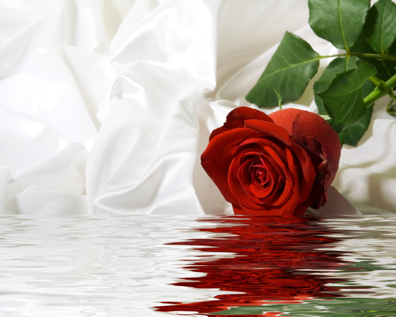 Красная роза с белой шелковой тканью в воде