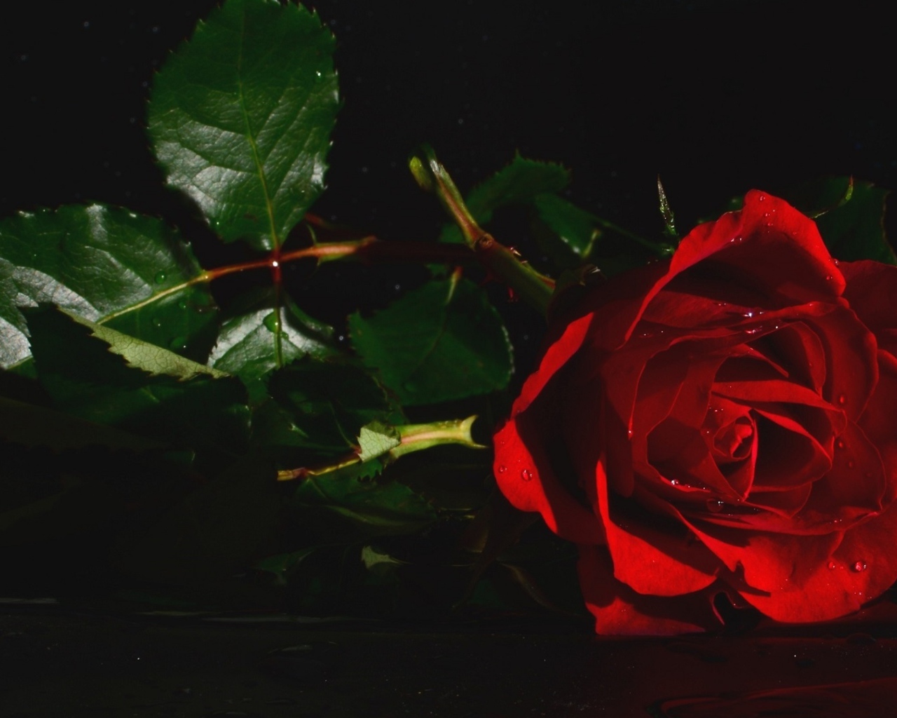 Красная роза с зелеными листьями в воде