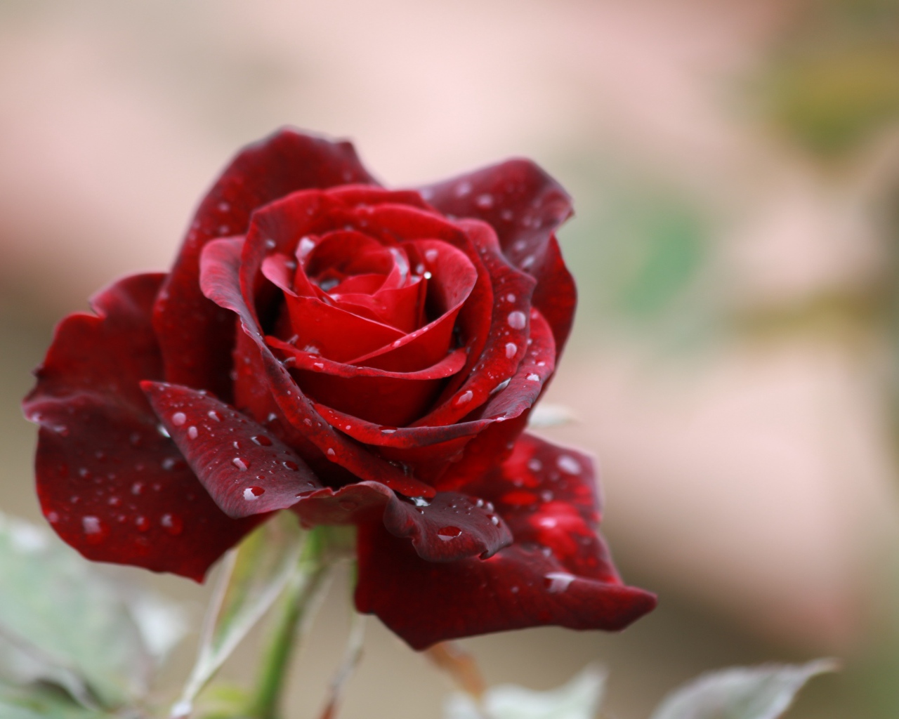 Красная роза с каплями дождя на лепестках крупным планом