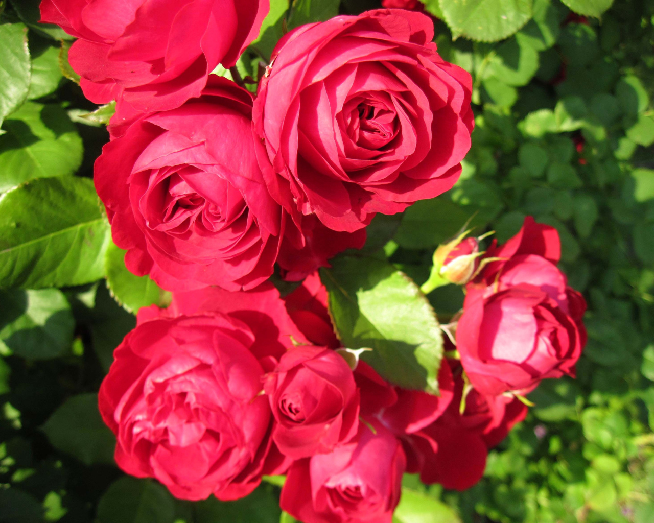 Красные розы крупным планом