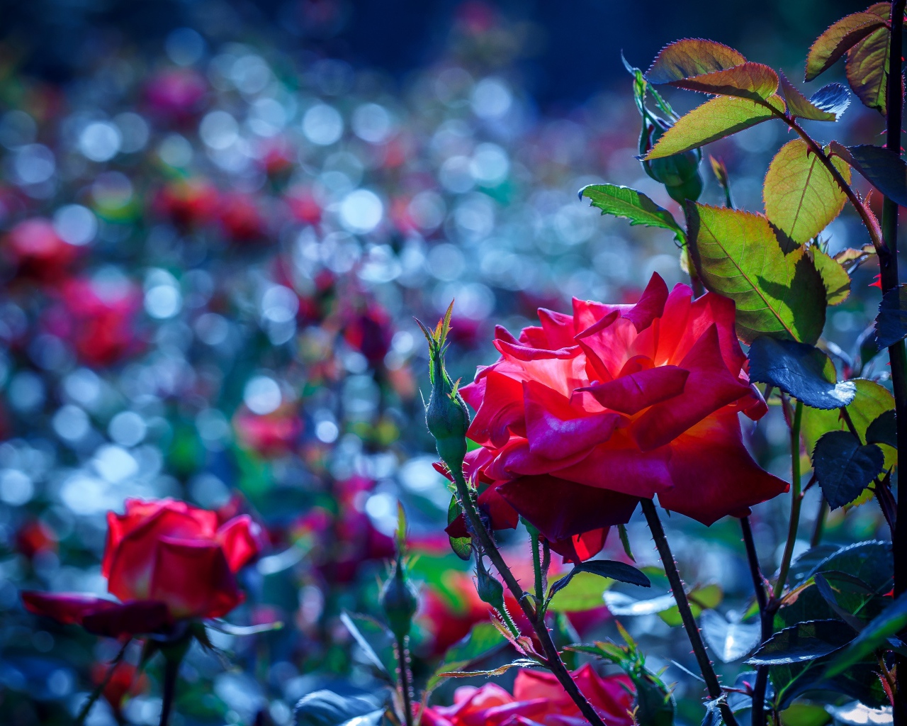 Красные розы с бутонами в саду