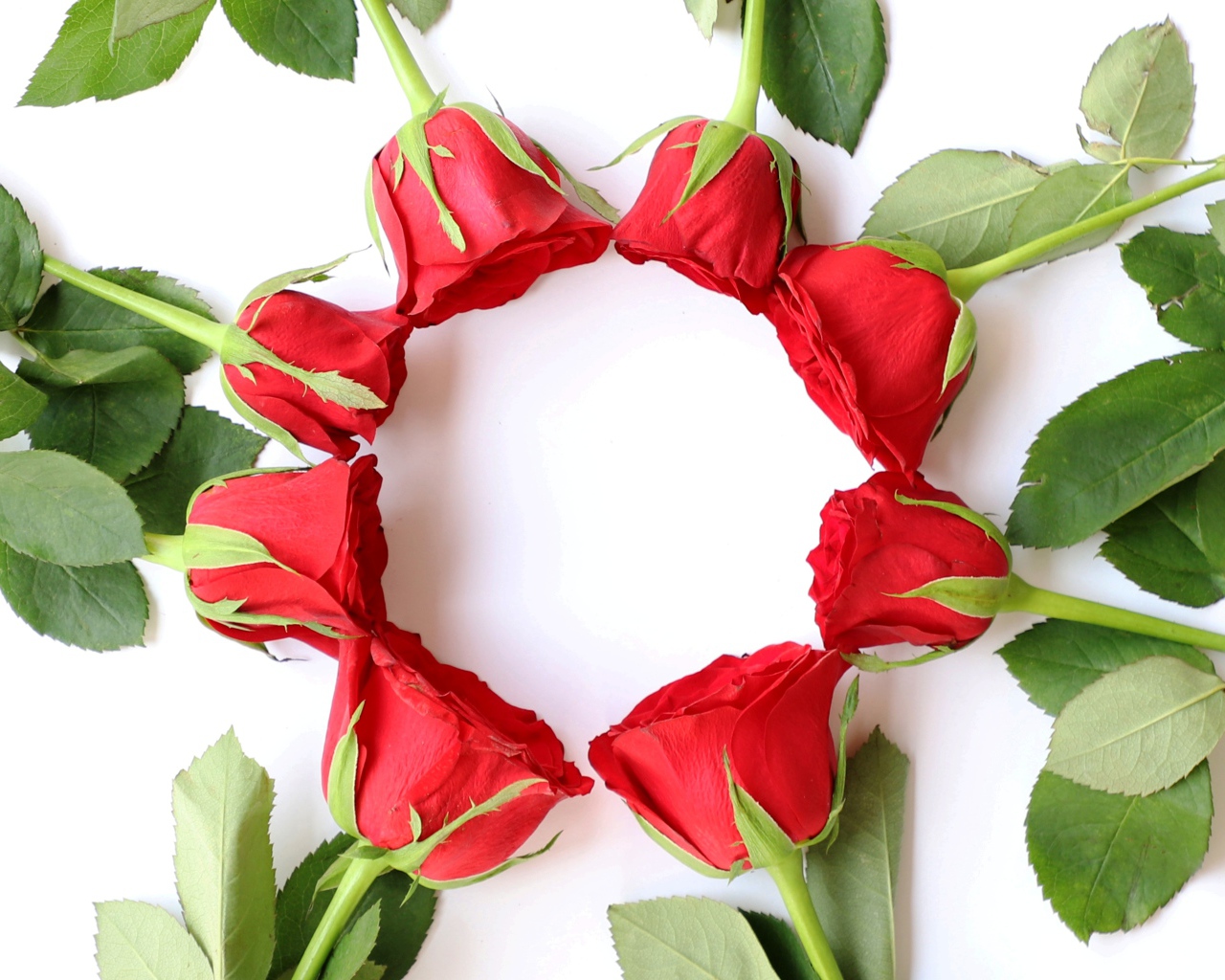 Красные розы с зелеными листьями на белом фоне
