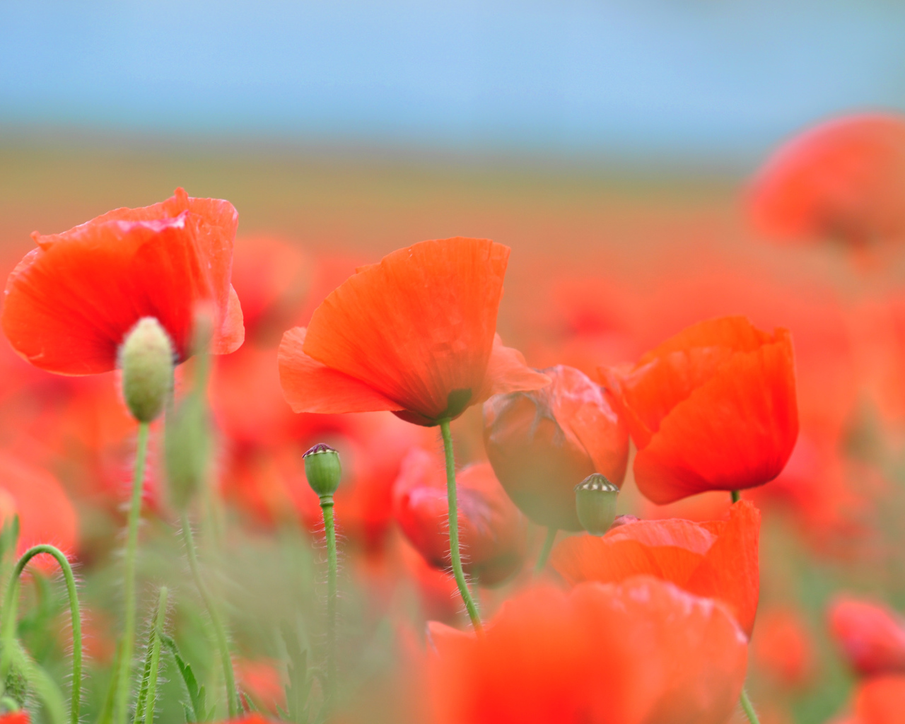 Красные летние полевые маки крупным планом 