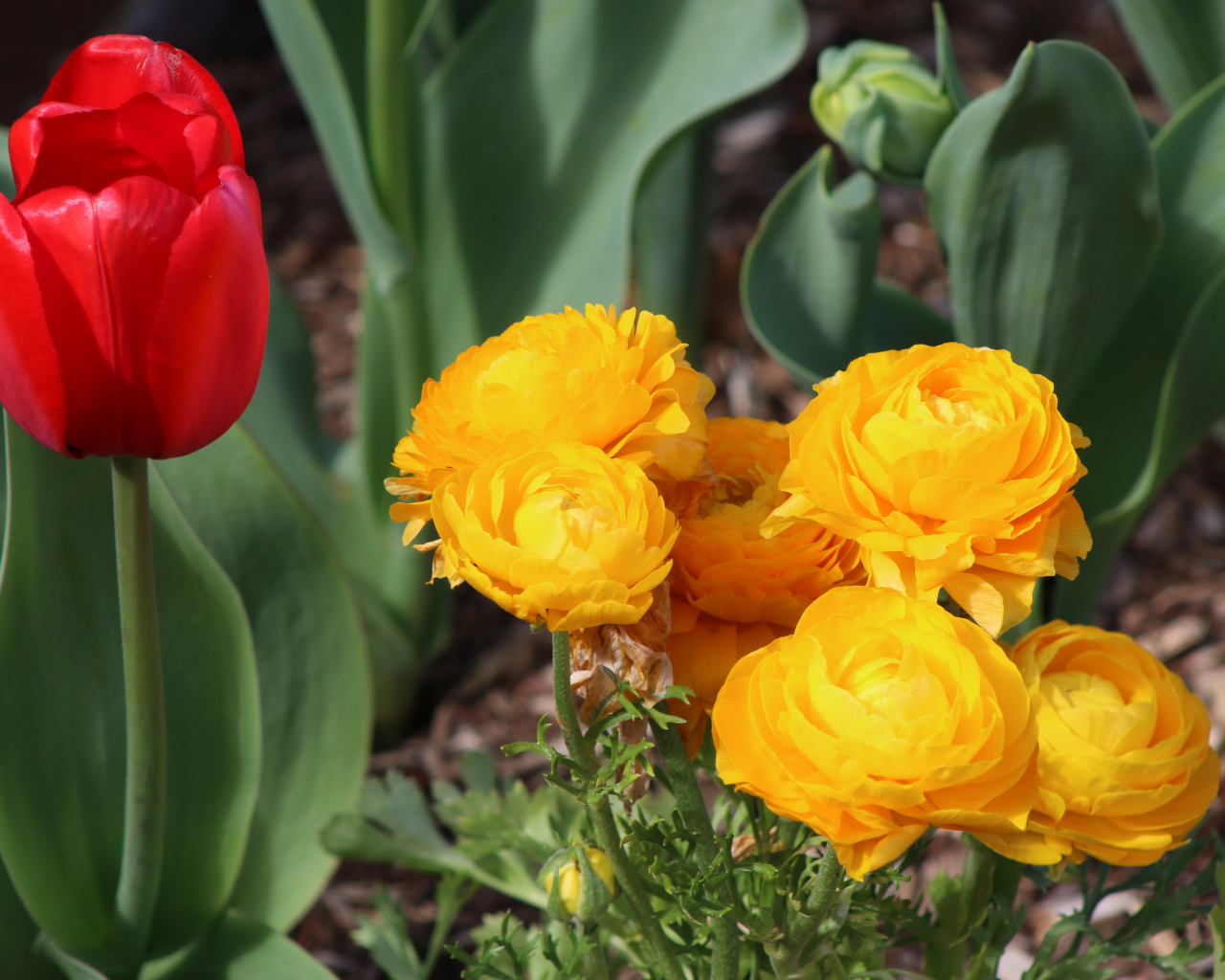 Красный тюльпан и желтые лютики на клумбе