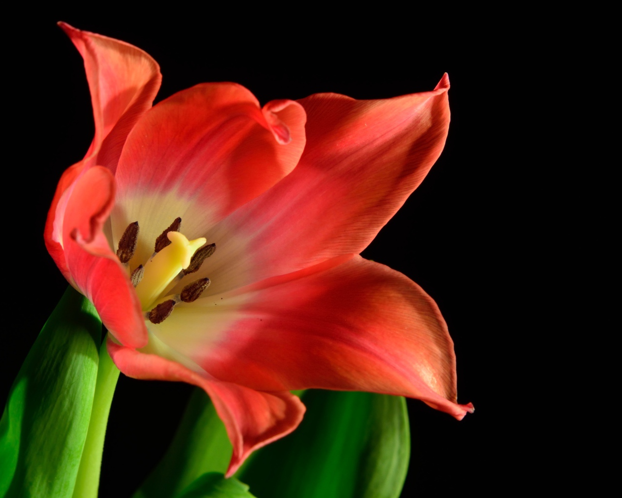 Красный тюльпан с зелеными листьями на черном фоне