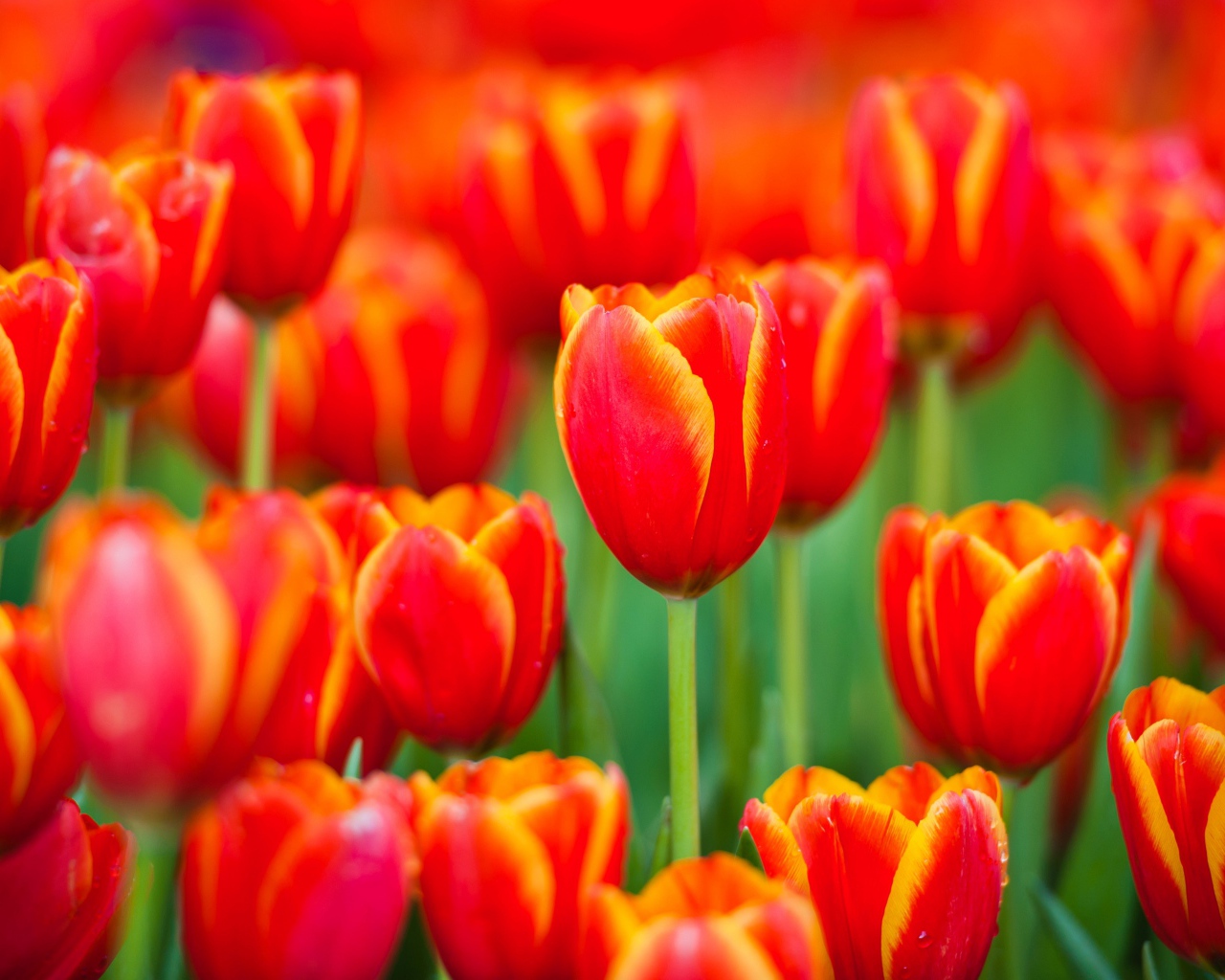 Красные тюльпаны с желтыми ободками на лепестках 