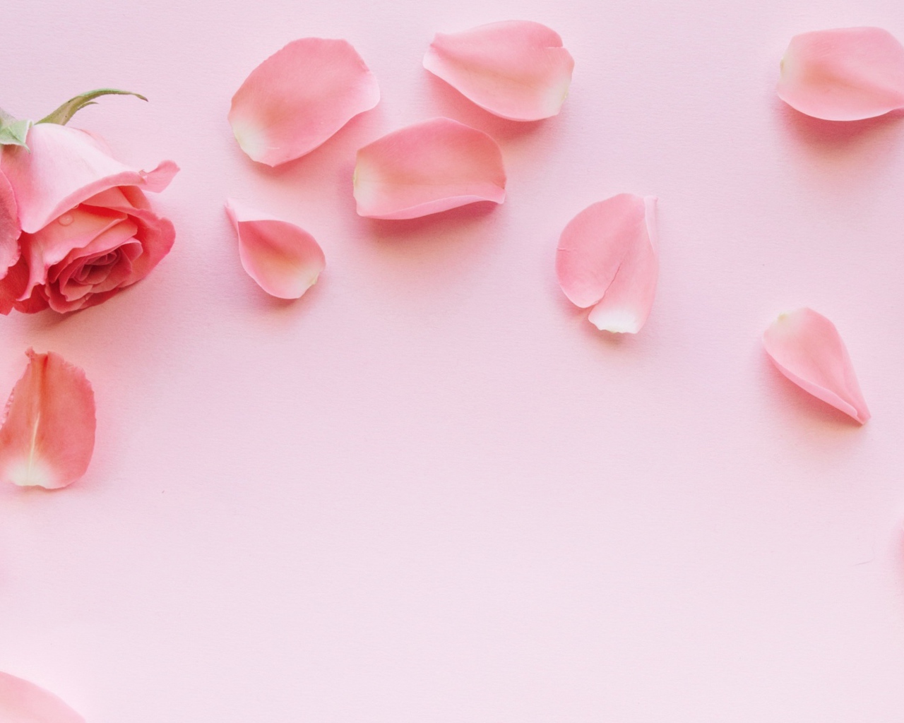 Роза с лепестками на розовом фоне